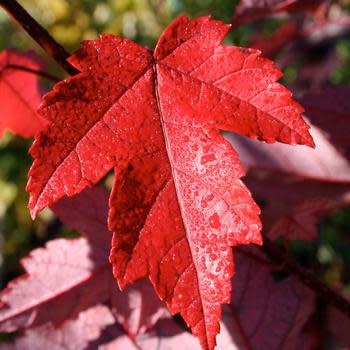 Maple, Red, Acer rubrum 'Frank Jr.' Redpointe® 15G