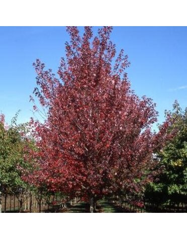 Maple, Red, Acer rubrum 'Frank Jr.' Redpointe® 25G