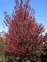 Maple, Red, Acer rubrum 'Frank Jr.' Redpointe® 25G