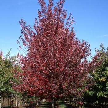 Maple, Red, Acer rubrum 'Frank Jr.' Redpointe® 25G