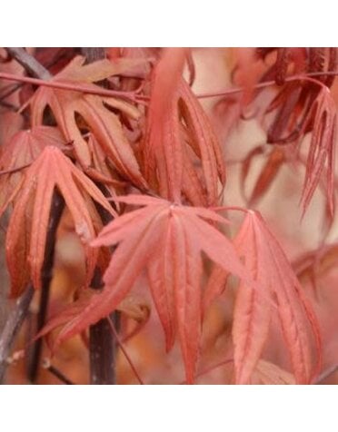Maple, Japanese, Acer palmatum 'Wolff' Emperor 10G