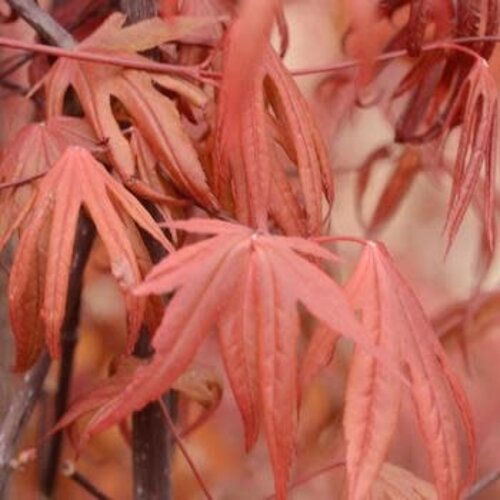 Maple, Japanese, Acer palmatum 'Wolff' Emperor 10G