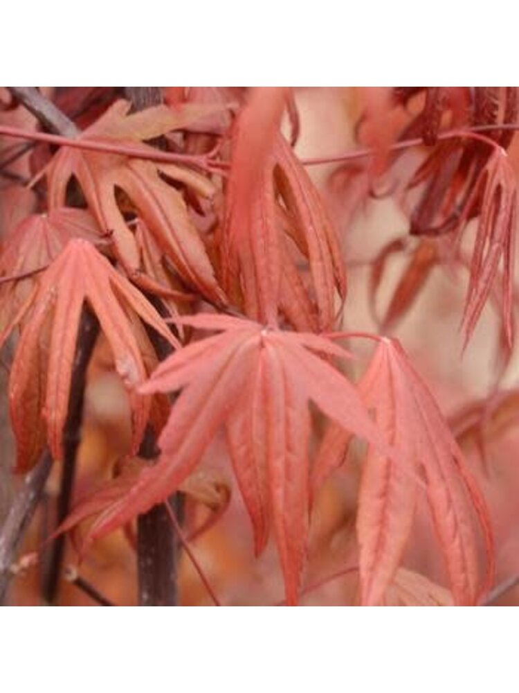 Maple, Japanese, Acer palmatum 'Wolff' Emperor 10G
