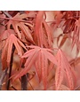 Maple, Japanese, Acer palmatum 'Wolff' Emperor 10G