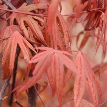 Maple, Japanese, Acer palmatum 'Wolff' Emperor 10G