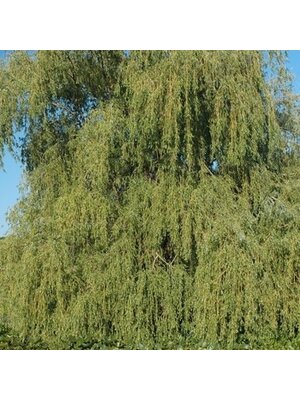 Willow, Salix babylonica 'Weeping Willow' 5G
