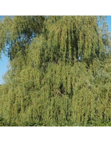 Willow, Salix babylonica 'Weeping Willow' 5G