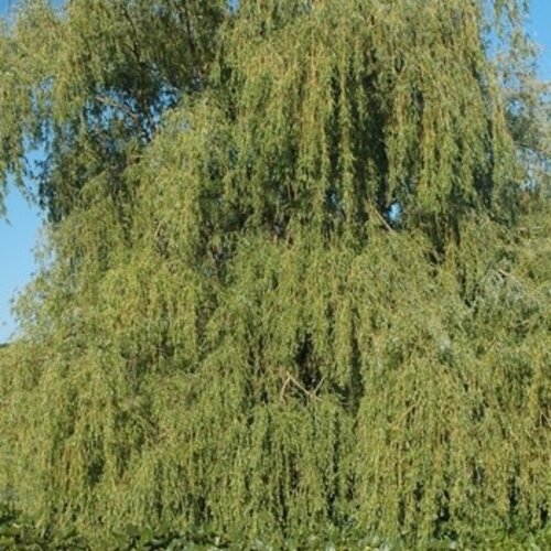 Willow, Salix babylonica 'Weeping Willow' 5G