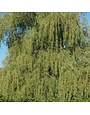 Willow, Salix babylonica 'Weeping Willow' 5G