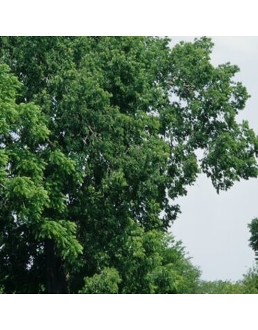 Celtis occidentalis (Hackberry) 15 Gal