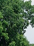 Hackberry, Celtis occidentalis 'American Hackberry' 15G