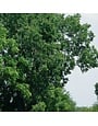Hackberry, Celtis occidentalis 'American Hackberry' 15G
