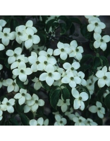 Dogwood, Cornus Kousa 'National' 7G