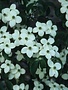 Dogwood, Cornus kousa 'National' 7G