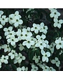 Dogwood, Cornus kousa 'National' 7G