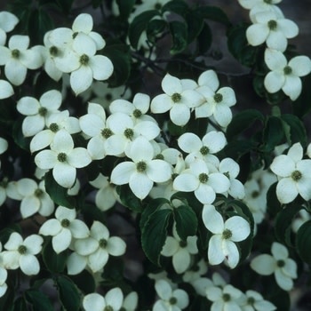 Dogwood, Cornus kousa 'National' 7G