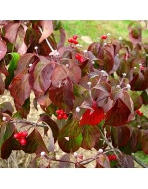 Dogwood, Cornus florida 'Cherokee Princess®' 7G NATIVE