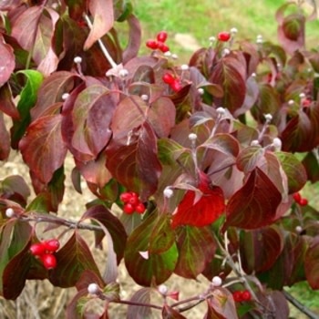 Dogwood, Cornus florida 'Cherokee Princess®' 7G NATIVE