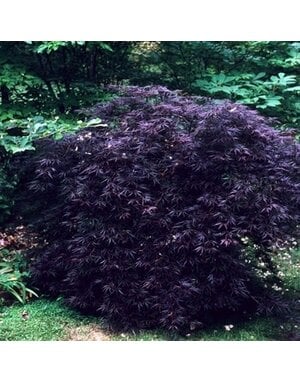 Maple, Japanese, Acer palmatum 'Crimson Queen' 10G