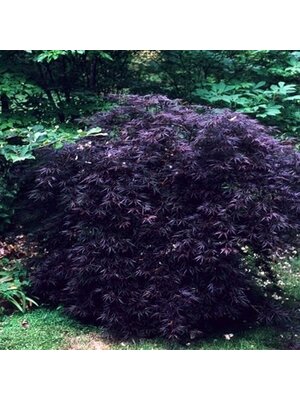 Maple, Japanese, Acer palmatum 'Crimson Queen' 10G