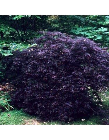 Maple, Japanese, Acer palmatum 'Crimson Queen' 10G
