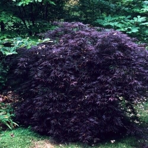 Maple, Japanese, Acer palmatum 'Crimson Queen' 10G