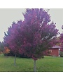 Maple, Red, Acer rubrum 'Brandywine' 7G