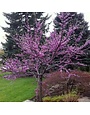 Redbud, Cercis canadensis 'Eastern Redbud' 15G NATIVE