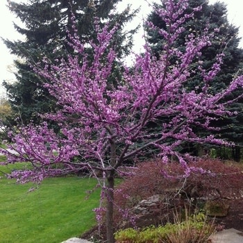 Redbud, Cercis canadensis 'Eastern Redbud' 15G NATIVE