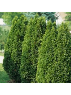 Arborvitae, Thuja occidentalis 'Emerald Green' 3G