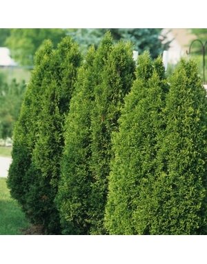 Arborvitae, Thuja occidentalis 'Emerald Green' 5G