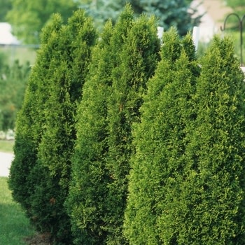 Arborvitae, Thuja occidentalis 'Emerald Green' 5G