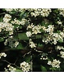 Winter King Hawthorn 2.5" -- Crataegus viridis 'Winter King'