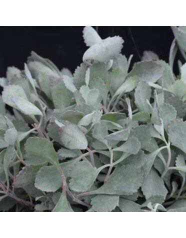 Kalanchoe pumila,  Flower Dust Plant 4”