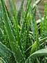 Aloe Vera 4"