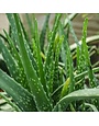 Aloe, Aloe barbadensis Miller 'Aloe Vera' 7"