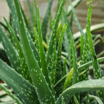 Aloe, Aloe barbadensis Miller 'Aloe Vera' 7"