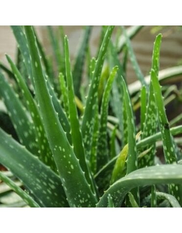 Aloe Vera MC