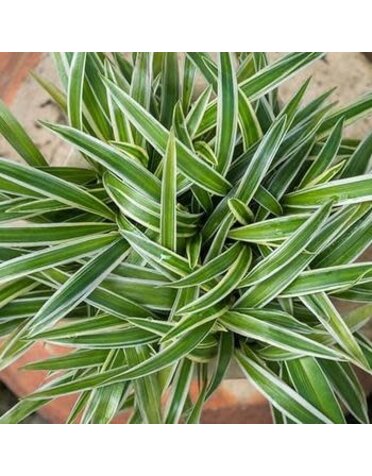 Spider Plant, Chlorophytum comosum 'Reverse Variegatum' 4"