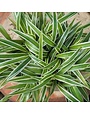 Spider Plant, Chlorophytum comosum 'Spider Plant' 4"