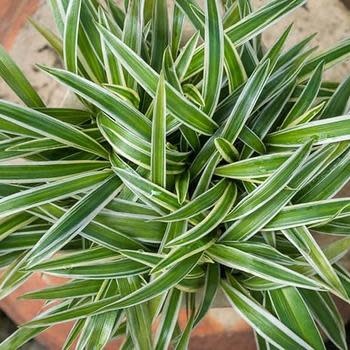 Spider Plant, Chlorophytum comosum 'Bonnie' 4"