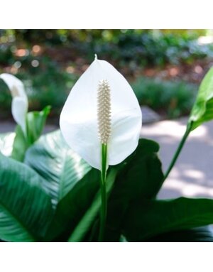Peace Lily, Spathiphyllum 6"