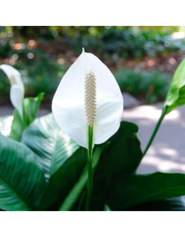 Peace Lily, Spathiphyllum 6"