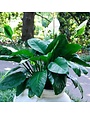 Peace Lily, Spathiphyllum 6"