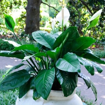 Spath, Peace Lily 6"
