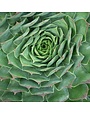 Hens and Chicks Variety 4"
