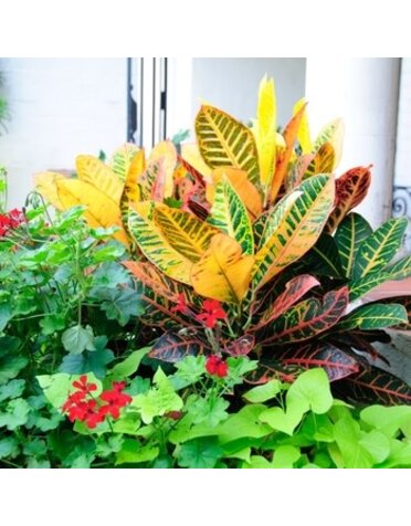 Croton, Codiaeum variegatum 'Croton' 4"