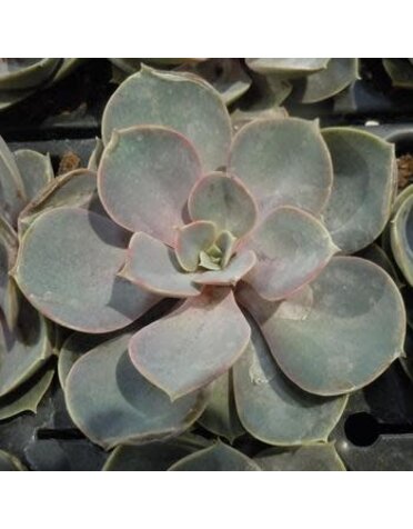 Assorted Succulents 4"