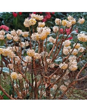 Paperbush, Edgeworthia chrysantha 'Paperbush' 3G
