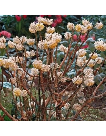Paperbush, Edgeworthia chrysantha 'Paperbush' 3G